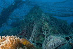 NOVOTEL ANNOUNCES OCEAN PROTECTION PARTNERSHIP WITH WWF